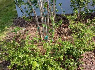 Weeding by Jeff Owen for Dustin L. in Lakeland, FL