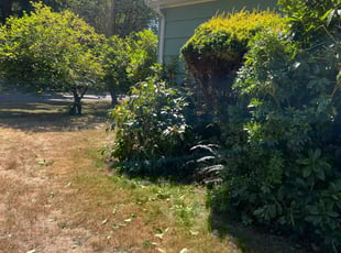 Bush Trimming by Zakiyy Abdullah for Rich M. in Seattle, WA