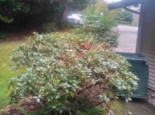 Bush Trimming by Robert Martin for Alan B. in Bellevue, WA
