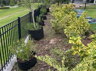 Emilia V.'s Weeding service result