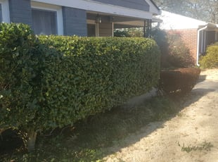 Bush Trimming by Jaih Landscapes for Robert W. in Memphis, TN