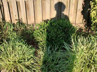 Bush Trimming by Allan Roberts for John K. in Alexandria, VA