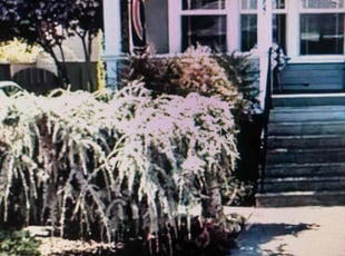 Bush Trimming by Pat Bohan for Lauren C. in Portland, OR