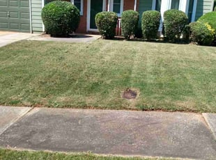 Bush Trimming by Christopher Franklin for Tikira R. in Decatur, GA