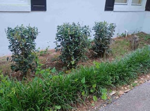 Bush Trimming by King Odeh for christopher G. in Atlanta, GA