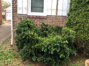 Bush Trimming by Demetrius Bennett Jr for John P. in Cleveland, OH