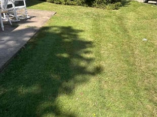 Carol S.'s Grass Cutting service result