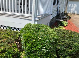 Bush Trimming by Michael McCarthy for Robert S. in Boston, MA