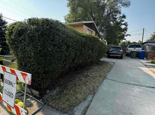 Bush Trimming by Crisbert MartΓnez for Robert P. in Salt Lake City, UT