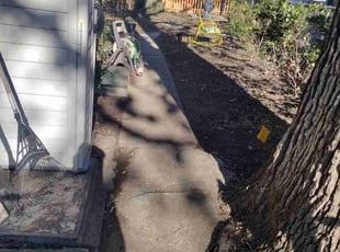 Leaf Removal by Rómulo González for Rebecca F. in Washington, DC