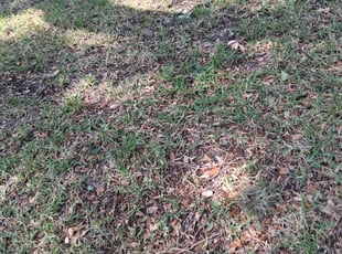 Bush Trimming by Kerline Jean for Sydney S. in Jacksonville, FL
