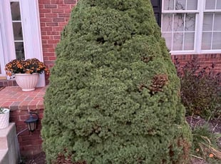 Bush Trimming by Chai Vue for Carl G. in Massillon, OH