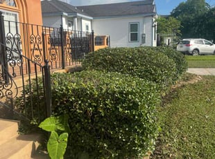 Bush Trimming by Akeem Lewis for Scotty T. in New Orleans, LA