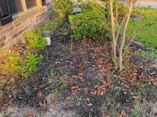 Weeding by Gladis Carcamo for Chris C. in Katy, TX