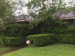 Bush Trimming by Antonio Infante for Alan W. in Pearland, TX