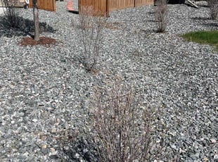 Bush Trimming by Eugenio PΓ©rez for Hendrix L. in Aurora, CO