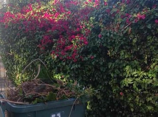 Bush Trimming by Mario Monje for Rachel C. in Riverside, CA