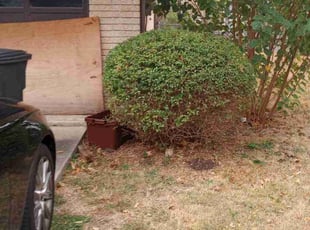 Bush Trimming by Vincent Vasquez for Eileen M. in San Antonio, TX