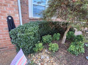 Bush Trimming by Caleb Jones for Dr Louis H. in Nashville, TN