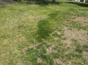 Leaf Removal by Ashley Dawson for Hamid A. in Fredericksburg, VA