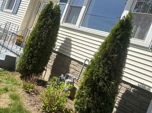 Bush Trimming by Matthew Achey for Shital P. in Cumberland, RI