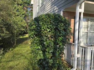 Bush Trimming by Stan Baker for Quinnice Y. in Kennesaw, GA