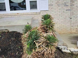 Bush Trimming by Jose Gonzalez for Wendy J. in Fort Washington, MD