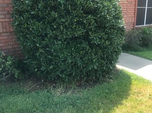 Austin F.'s Bush Trimming service result