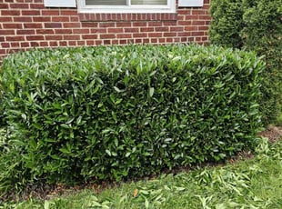 Brian P.'s Bush Trimming service result