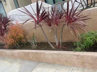 Bush Trimming by George Islas for Ruben V. in Huntington Beach, CA