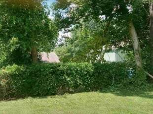 Bush Trimming by Mike Donahue for Michael T. in Louisville, KY