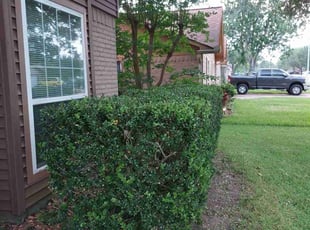 Bush Trimming by Vincent Phillips for Angela M. in La Porte, TX