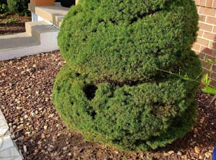 Bush Trimming by Jamil Hafeeza for Nixa H. in Burlington Township, NJ