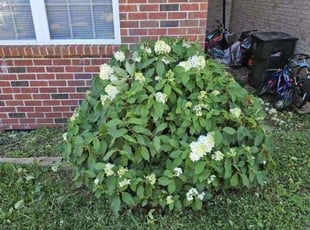 Bush Trimming by Richard Glover for Robert Y. in Nashville, TN