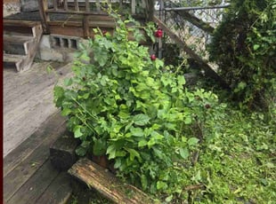 Bush Trimming by William Perdigon for Brenda P. in Philadelphia, PA