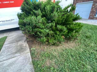 Bush Trimming by Stevo Lee for Brandon W. in Upper Marlboro, MD