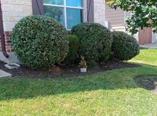 Bush Trimming by Geovanni Vargas for Dan S. in Austin, TX