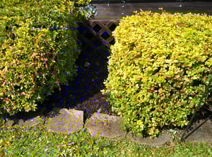 Bush Trimming by William Perdigon for Jackie W. in Cheltenham, PA