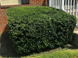 Bush Trimming by Carlos Portillo for Debra R. in Fort Washington, MD