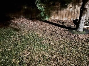 Leaf Removal by Andrew Fischer for Andre J. in Colorado Springs, CO
