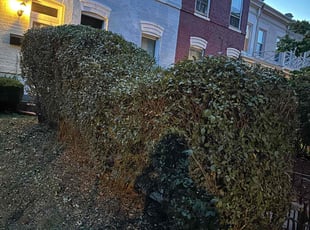 Bush Trimming by Edgar Elmore for Emily M. in Washington, DC