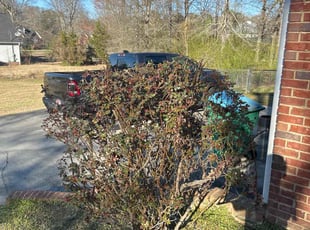 Bush Trimming by Christian Tortorici for Daniel p. in Gardendale, AL