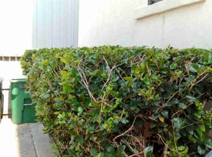 Bush Trimming by Daniel Campos for Reed M. in Houston, TX