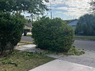 Bush Trimming by Josue Nunez for Crystal K. in Winter Park, FL