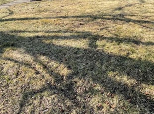 Leaf Removal by Evelyn Arteaga for Amy H. in Indianapolis, IN