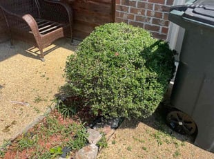 Bush Trimming by Jae Burkes for Christal P. in Pearl, MS