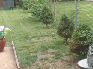Bush Trimming by John Prowell for Steven H. in Jennings, MO