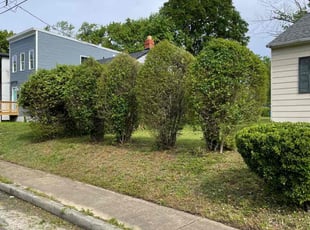 Bush Trimming by Arthur Haskins for Rose W. in Richmond, VA