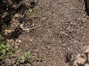 Weeding by Fredrick Miller for Jason K. in San Antonio, TX
