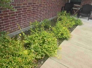 Weeding by James Turner for Sean Y. in Crandall, TX